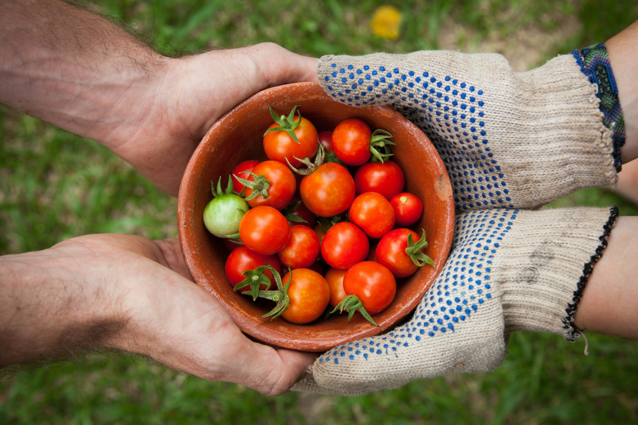 Volunteer at a Food Bank with the Den Collective